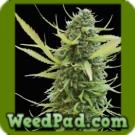 Colombian Gold Seeds