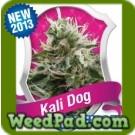 Kali Dog Seeds
