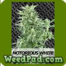 Notorious White Seeds
