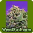 Sweet Cheese Fast Seeds